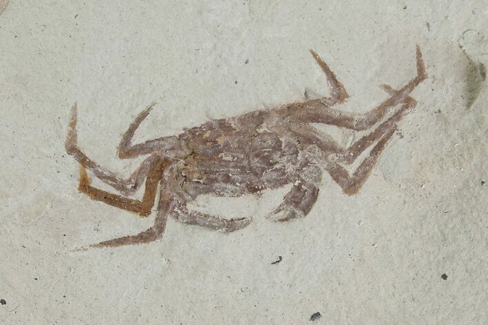 Miocene Pea Crab (Pinnixa) Fossil - California #177046